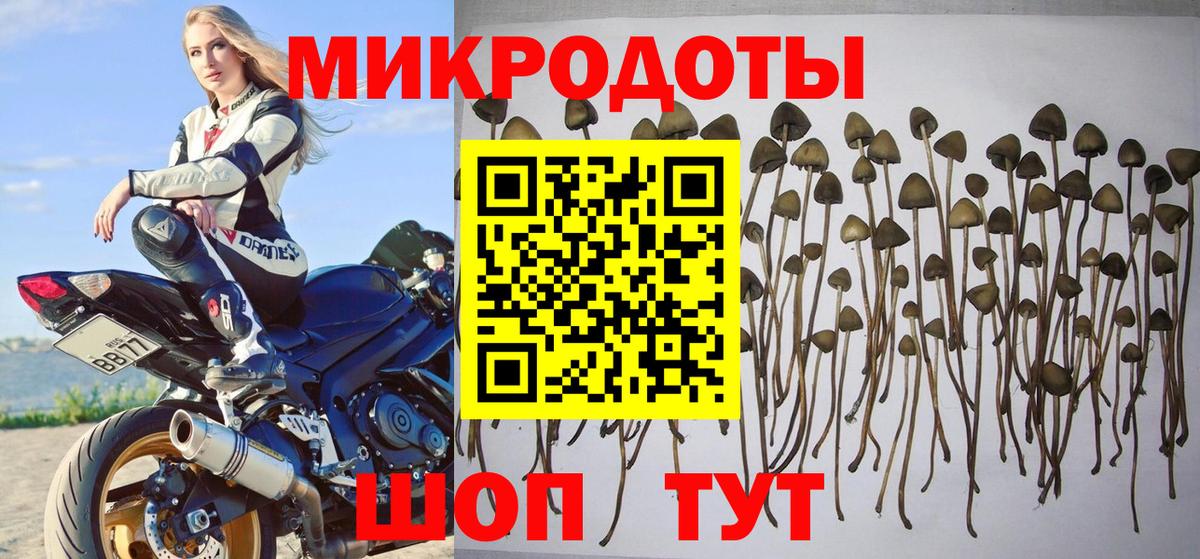 Псилоцибиновые грибы Psilocybe Канаш